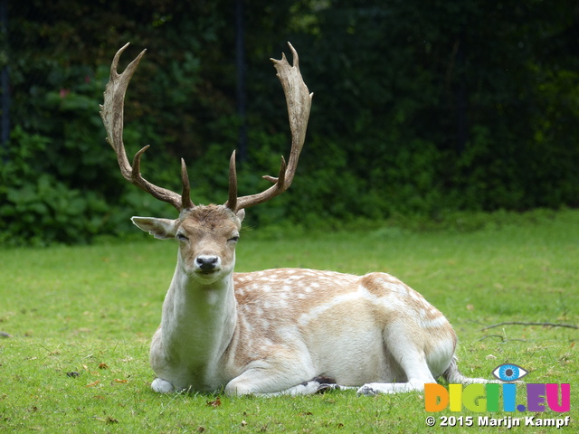 FZ020048 Fallow deer (Dama dama)